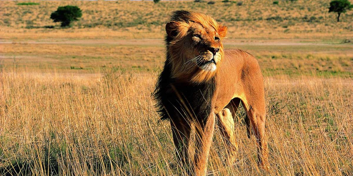 lion-park Lion Park & Safari